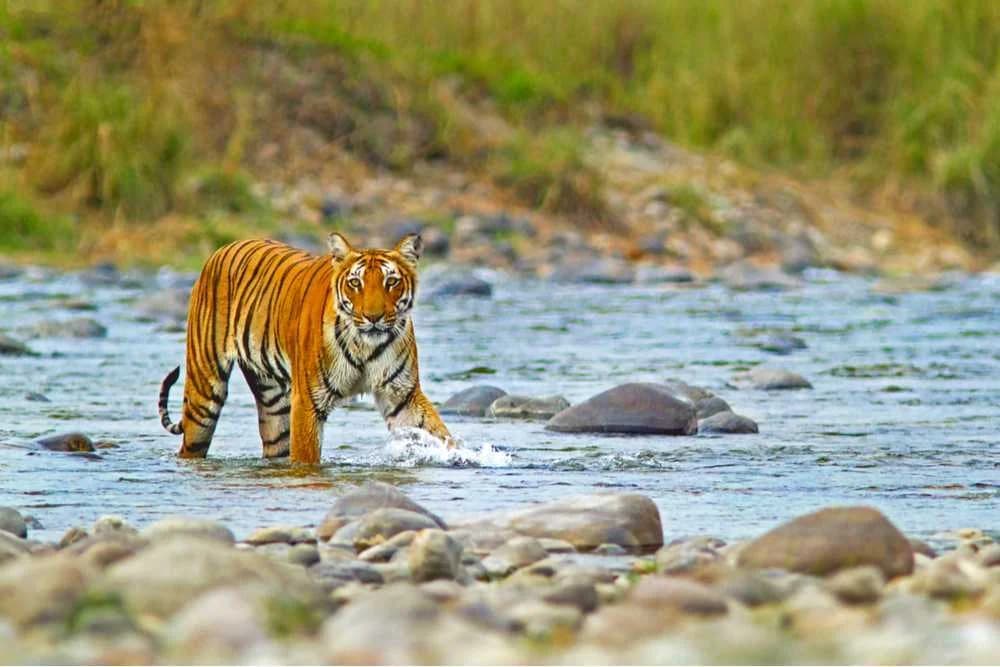 Jim Corbett: 4-Day Wildlife Escape