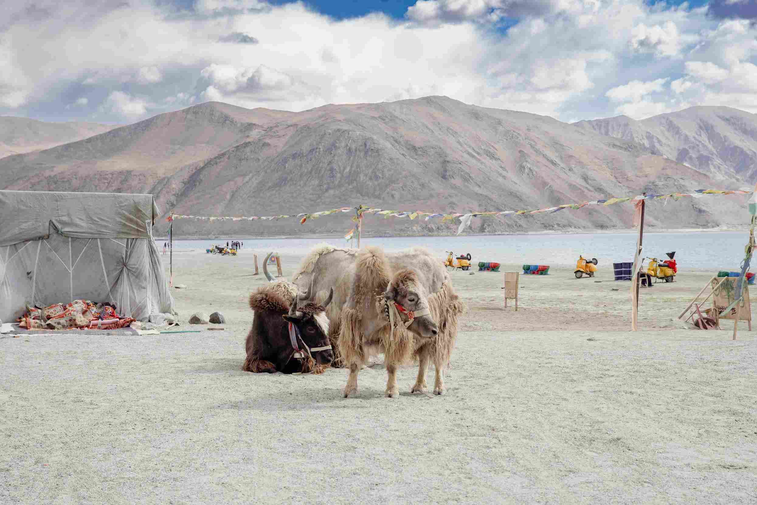 Ladakh Circuit: 7 Nights with Nubra, Turtuk & Pangong