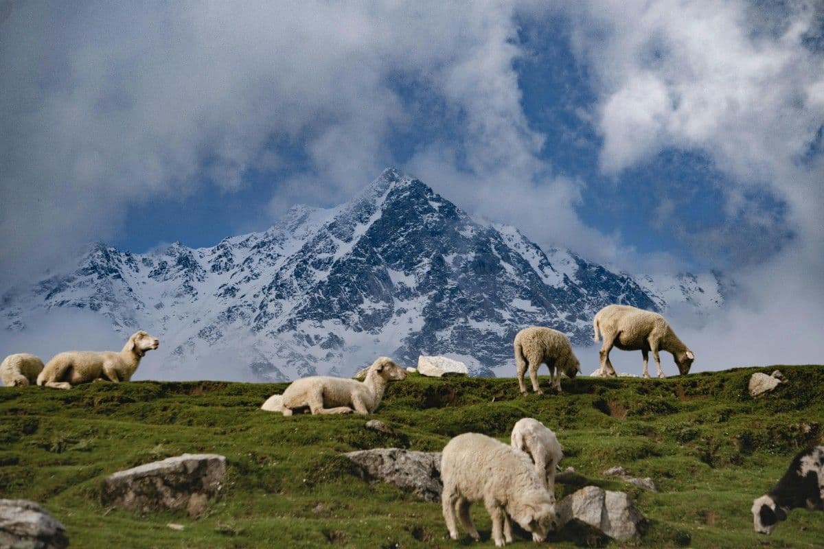 7 Days of Shimla, Manali & Dharamshala Journey