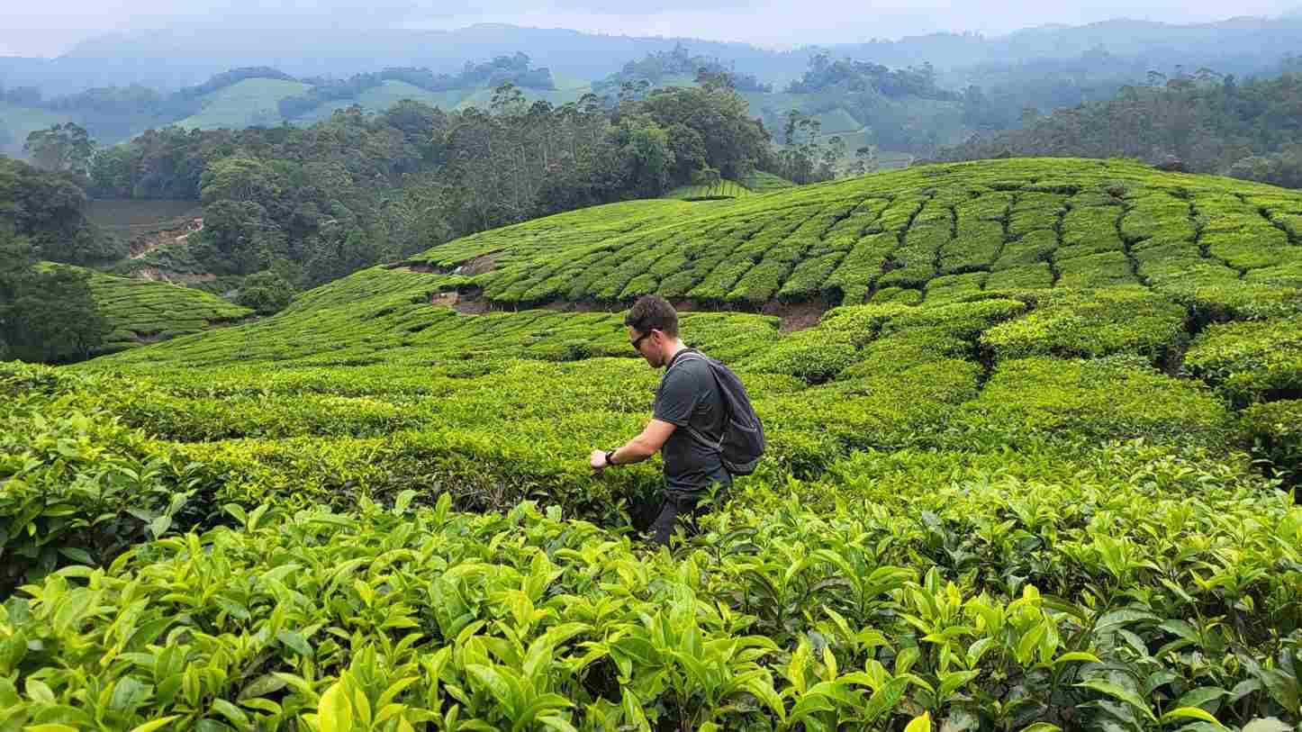 Half Day Trek Experience in Munnar