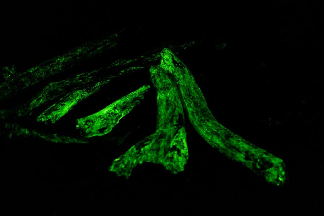 Bioluminescent Forest Trail
